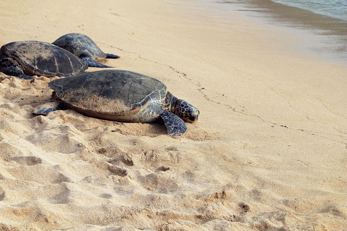 three brown turtles on seashore